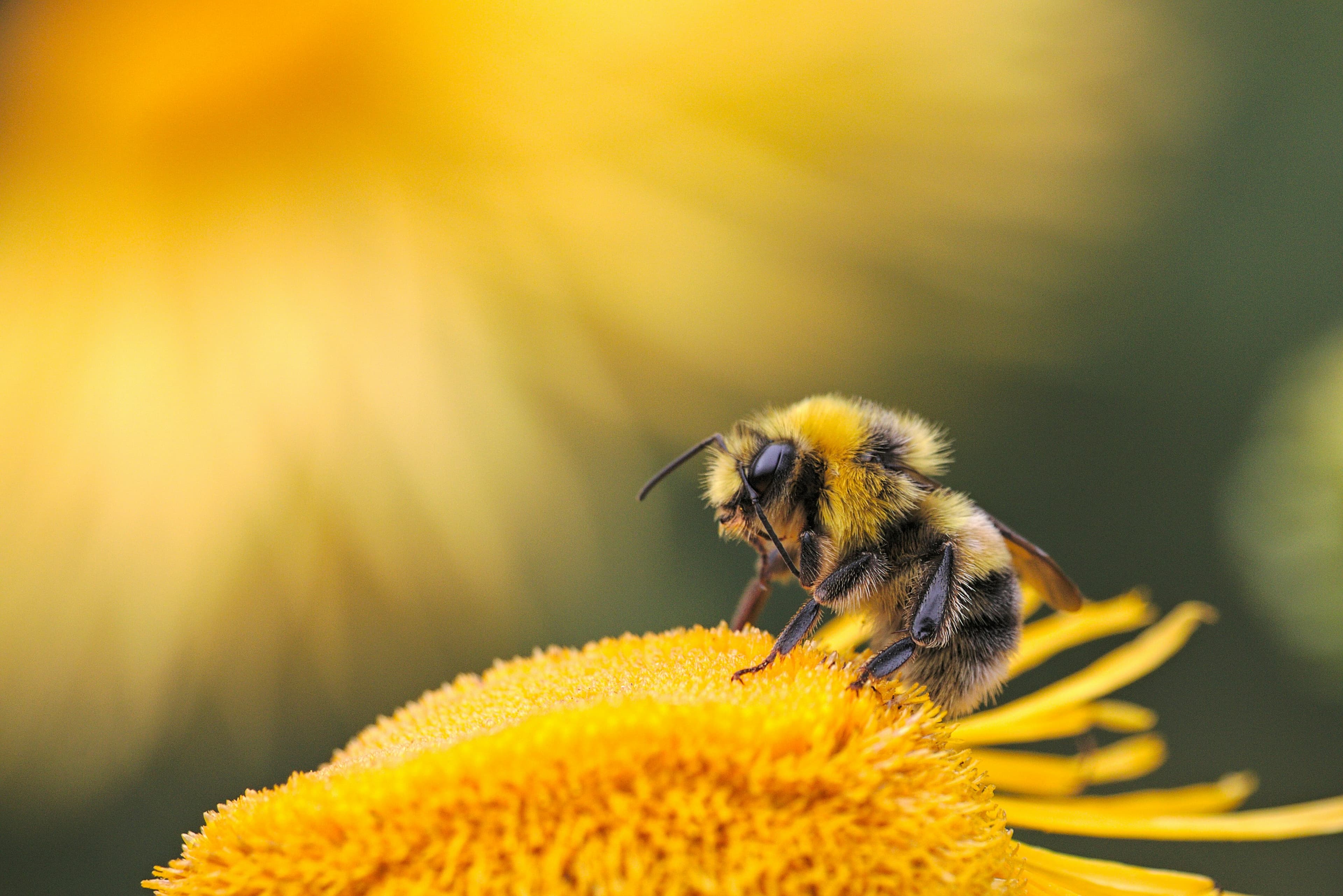 Creating a Pollinator Paradise in Your Backyard - Cover image
